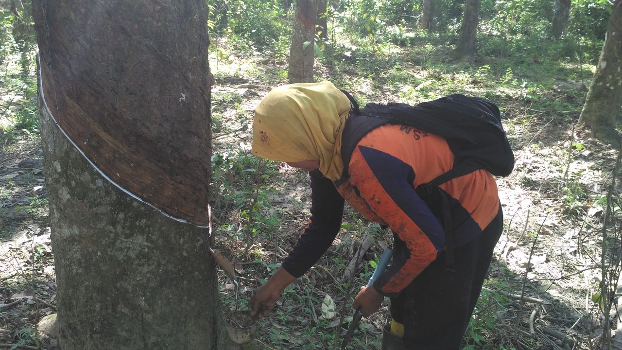 Looking for sustenance in the rubber garden