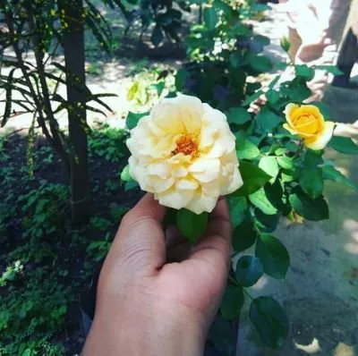 Yellow jasmine flowers