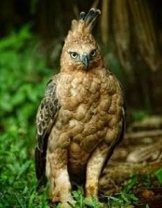 Eagles mamantau small animals to diperangsanya