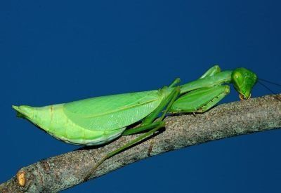 Green Joke Mantis