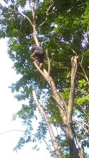  Climb and cut the logs from the top of the tree.