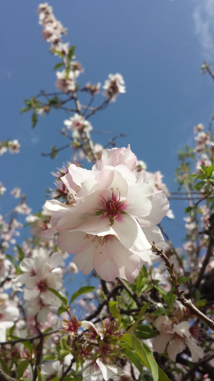 Good rain dissolved and walnut blossoms opened 