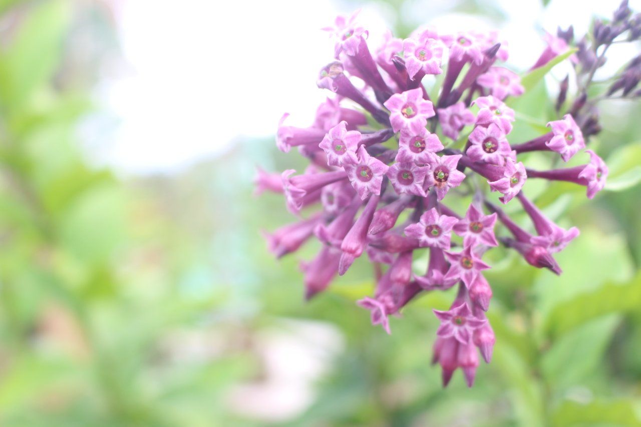 ColorChallenge - Sunday Purple
