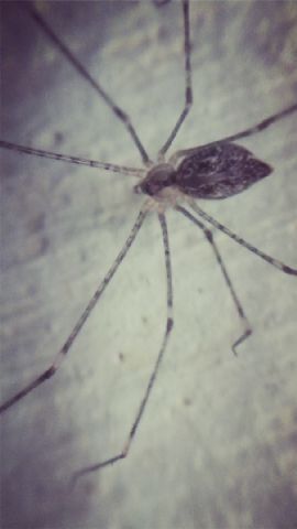 The spider is in my little sister photo