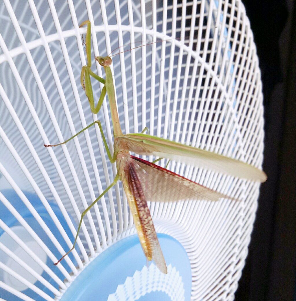 Overheated Grasshopper - (funny)