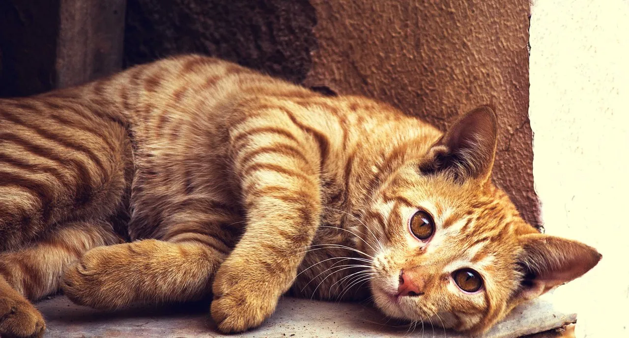 picture of ☀ Cat☀ 