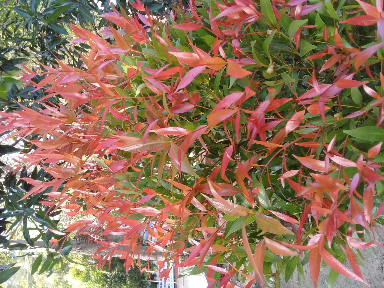 Tanaman kuncup merah