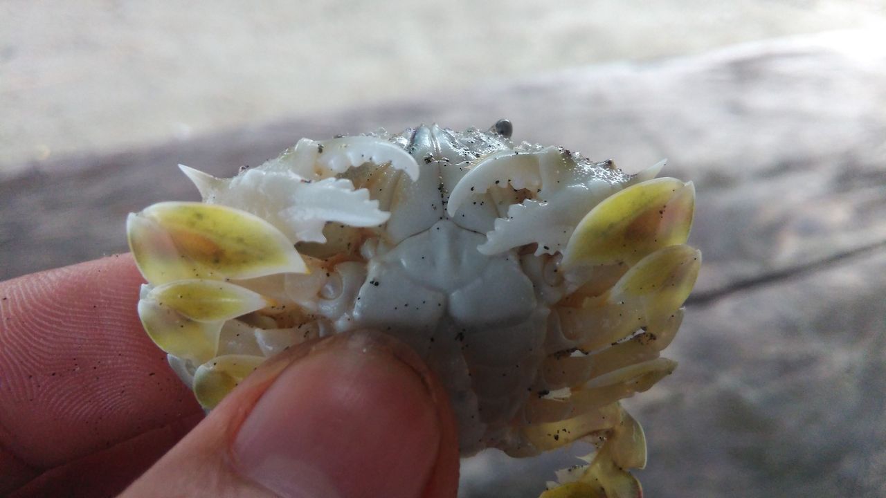 Spiked Robot Crab