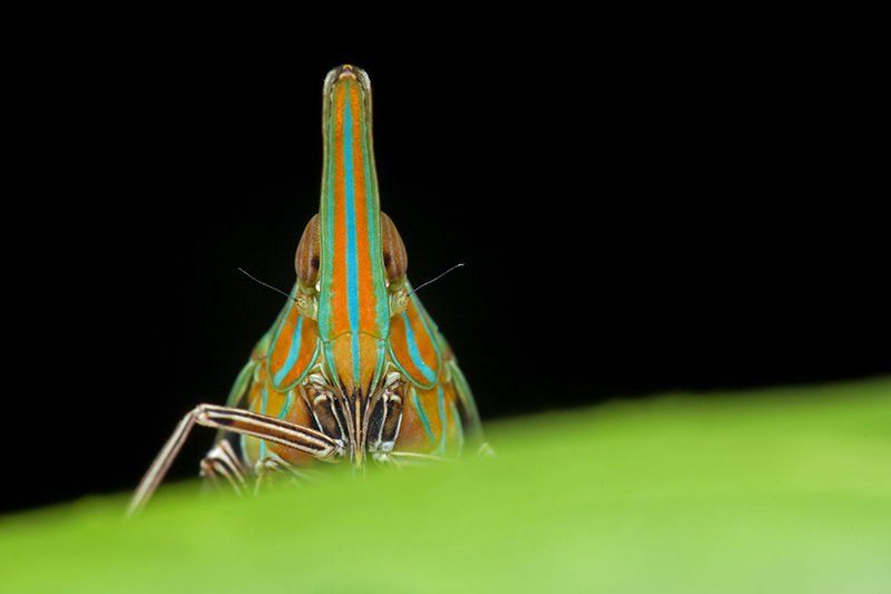 Most insect studies abridgement acute breed information
