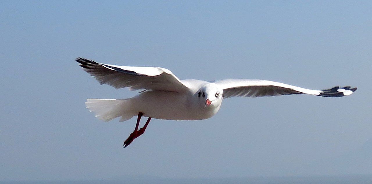 Wiwcontest - Animals - Sea Gull