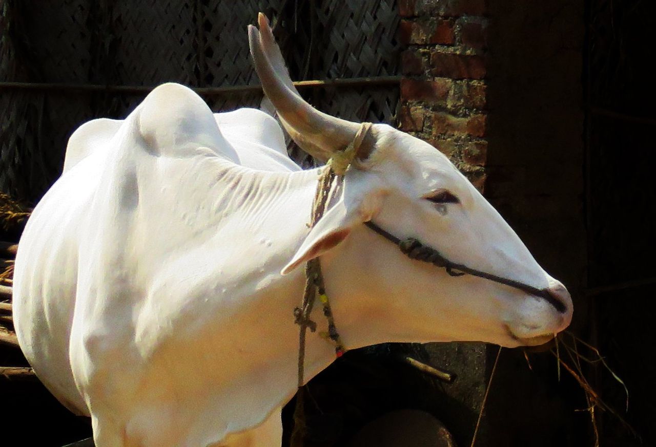 White is White Entry #2 - Animals - The Smiling Bullock