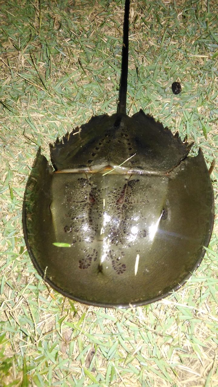 Horseshoe Crab