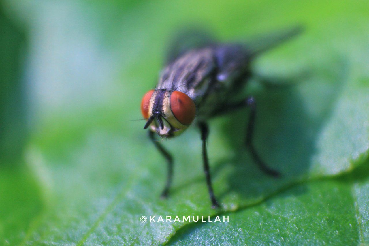 SteemitPhotoChallenge Entry - Macro - Flies, Look Into My Eyes