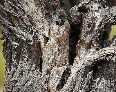 Owls, unique animals and camouflage