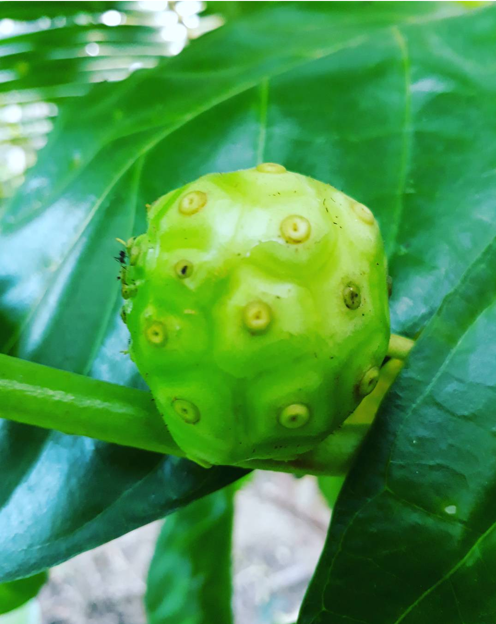 Photography fruit mengkudu