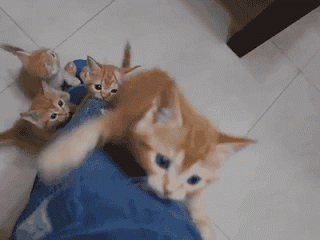 Human CatTower