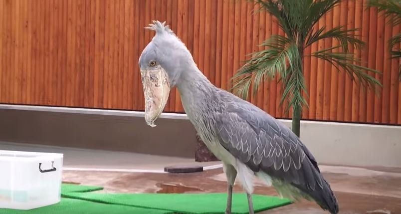 shoebill stork