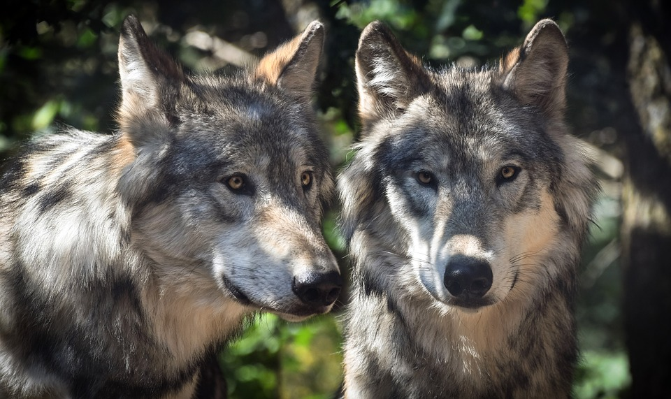La légende amérindienne des deux loups