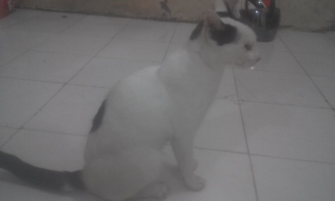 White Pet Cat