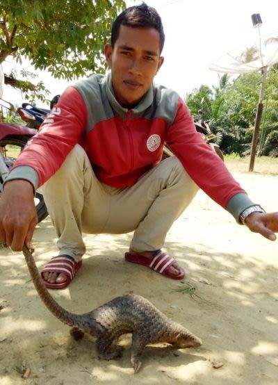 Trenggiling atau ordo pholidata 