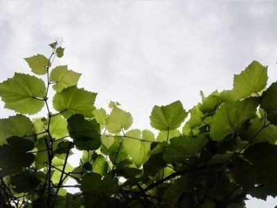 Green plants