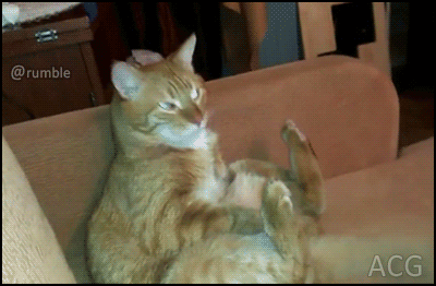 How to breaking down cat