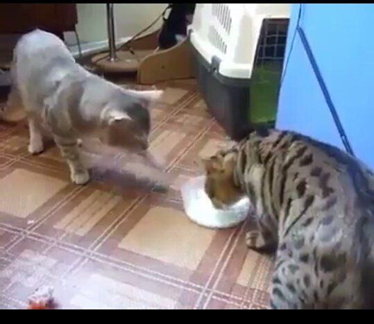 Kucing bercinta