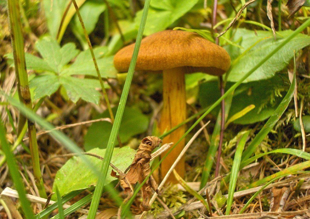 Mushroom parasitic plants are good for the consumption
