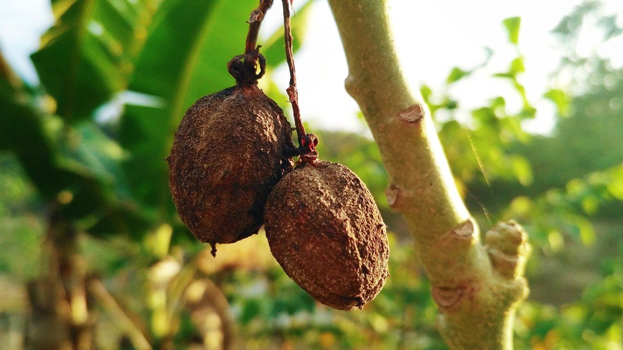 Landscapephotography fruit in the day sunday