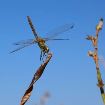 Blue Sky and Dragon Fly