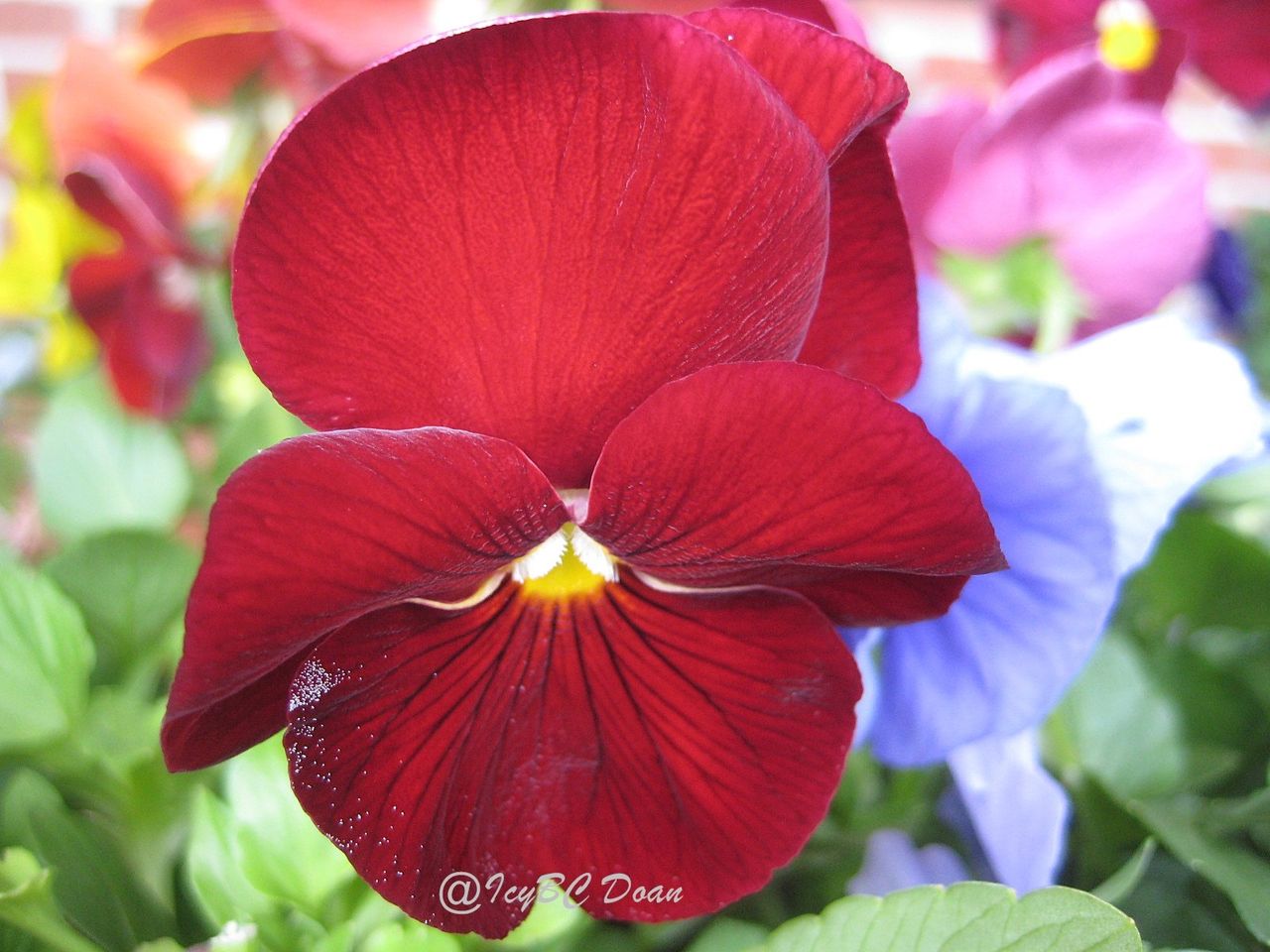 Red Pansy