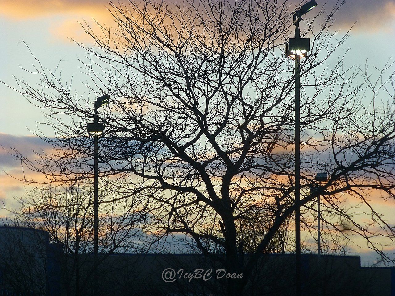 Tree And Street Lights