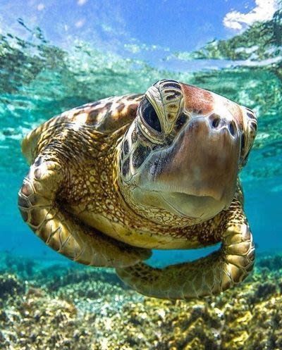 Animal photography