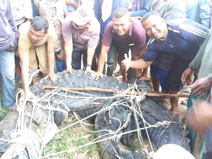 Penangkapan buaya