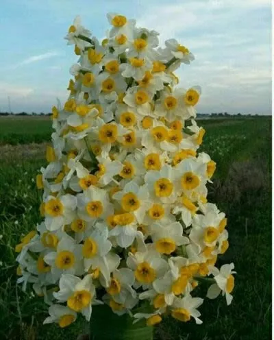 Nice flowers