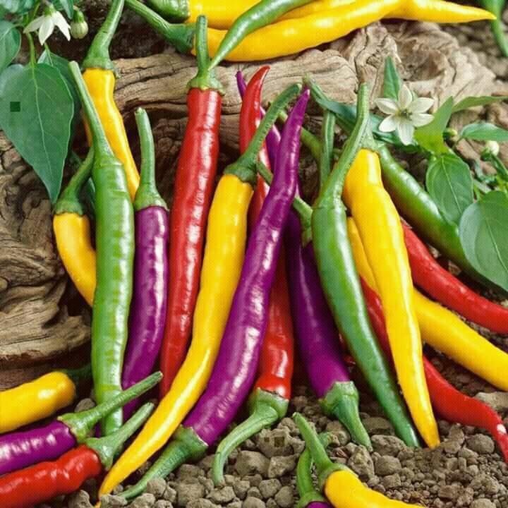  chilli rainbow are beautiful views