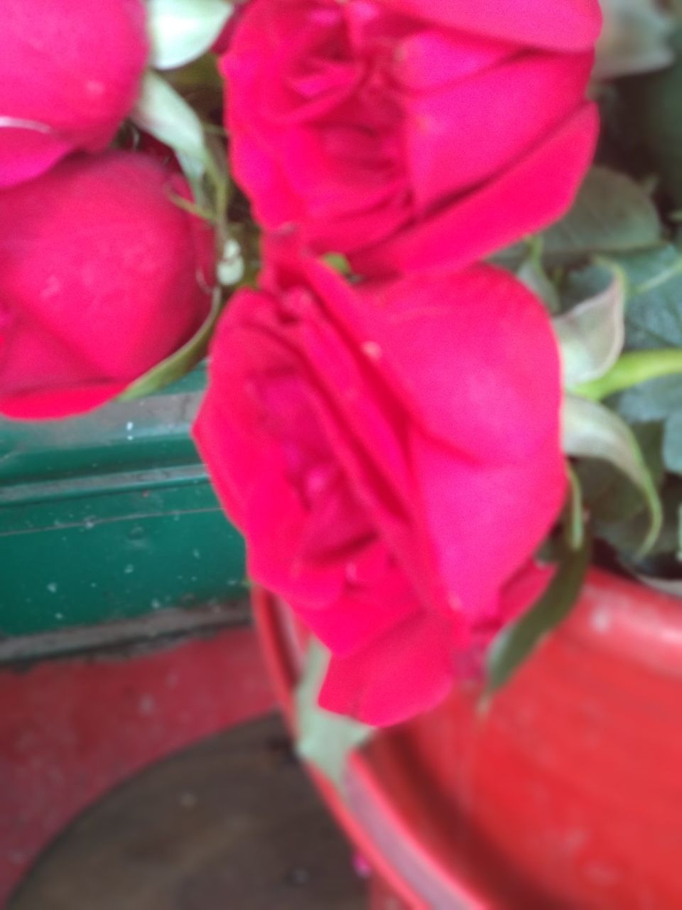 red rose