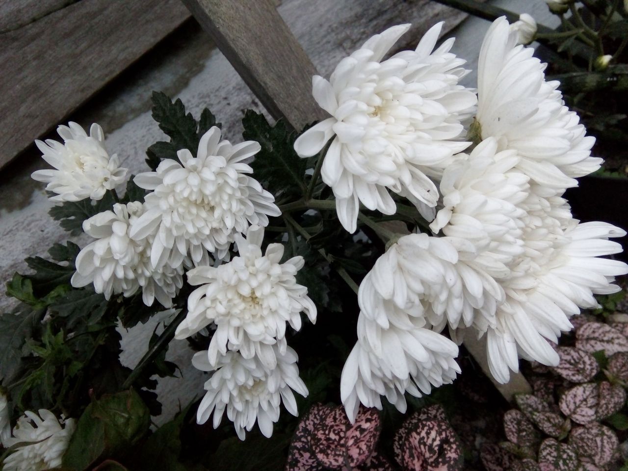 beautiful white daisies