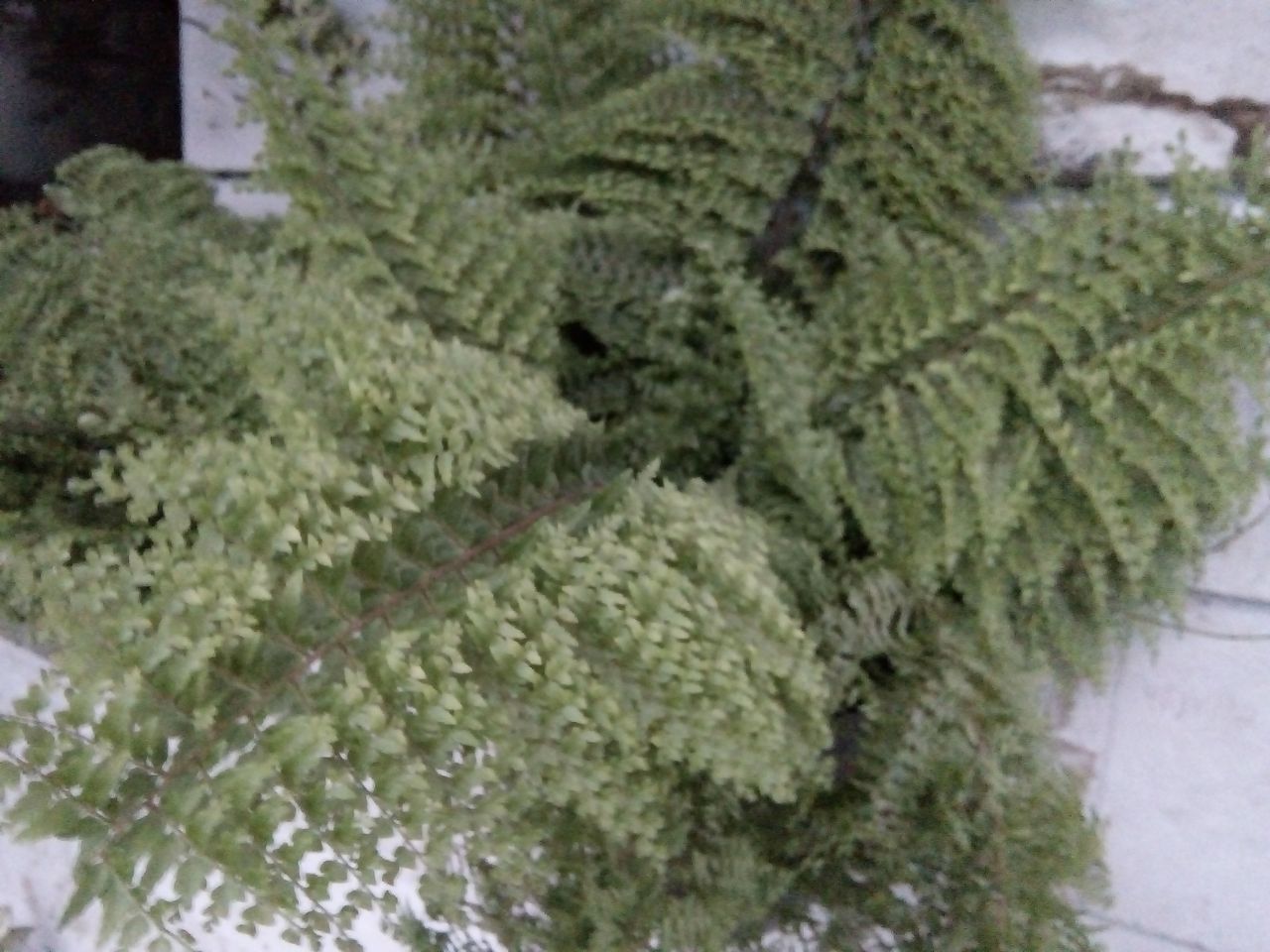 Flower ferns are displayed on the walls of the house