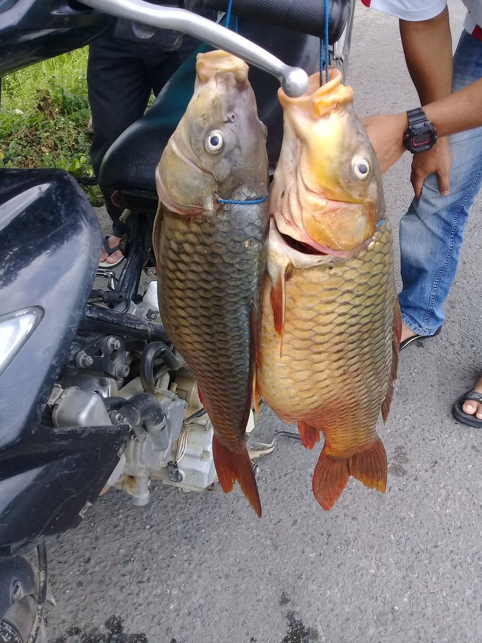 Ikan Mas dari sungai Samahani Aceh