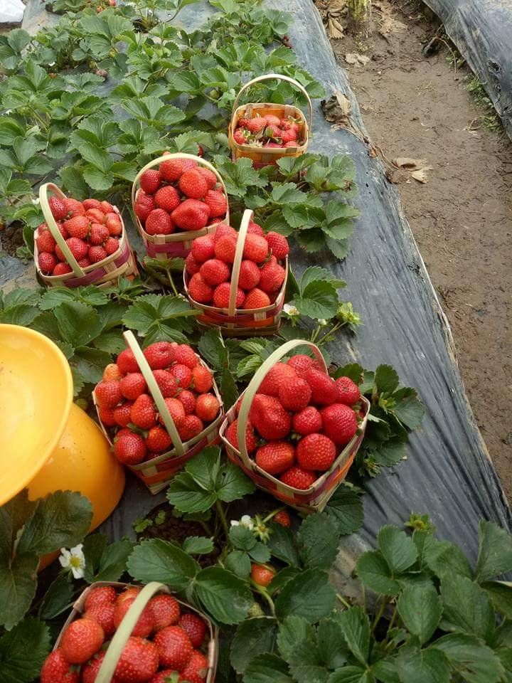 Strawberry picking