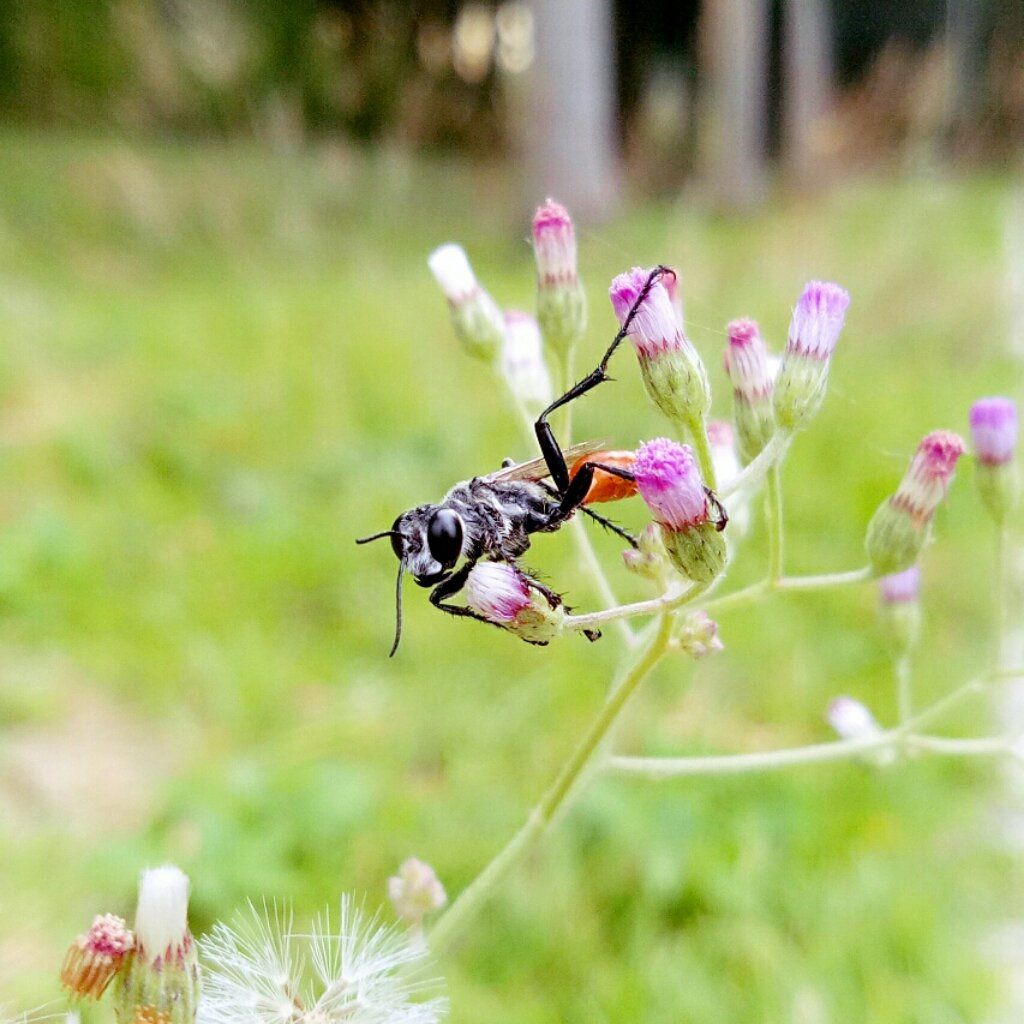 Macro Photography Flower Bee | Macro Photography Lebah Bunga