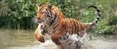 Famous beasts escaped from the zoo