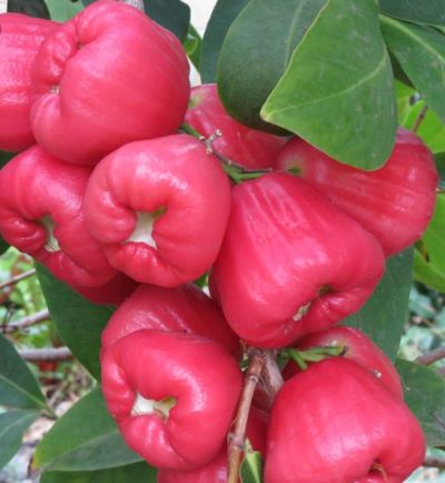 Fruit jambu air