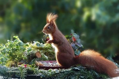 Nature Animal Mammal Rodent Squirrel