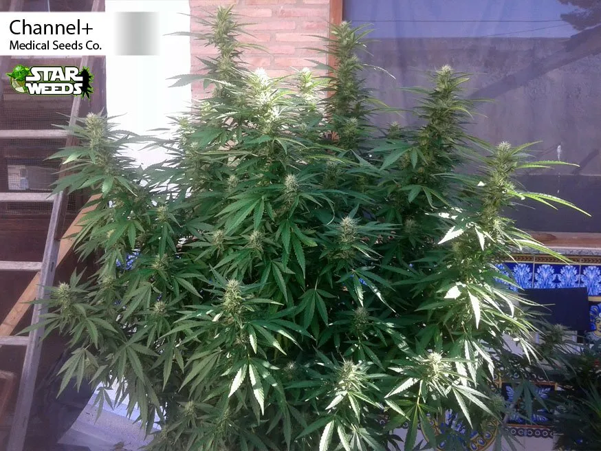 Channel+ - Medical Seeds Co. (outdoor 2016)