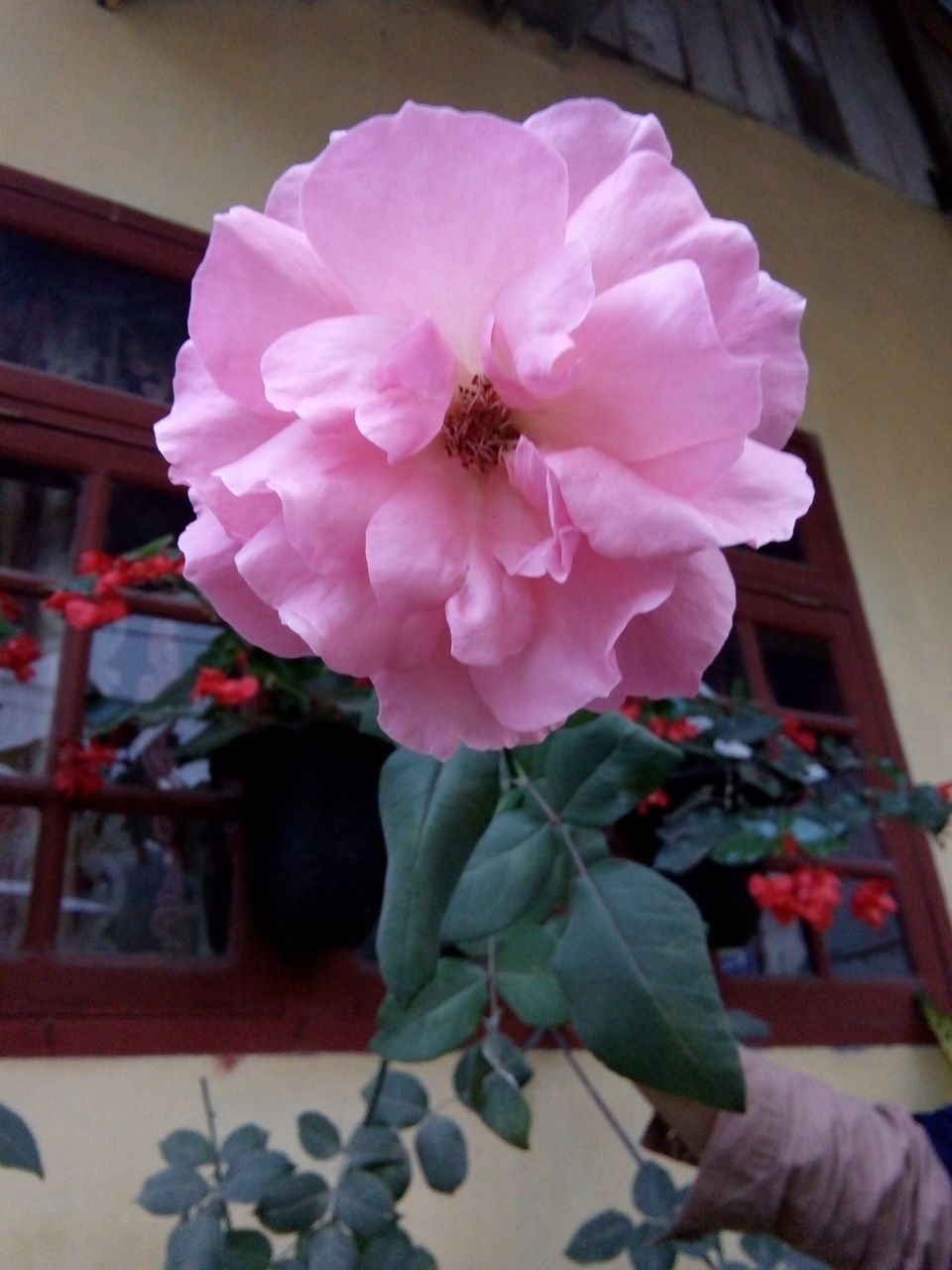 beautiful pink roses