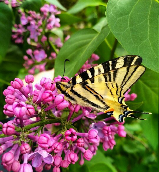 Butterflies suck honey in flowers