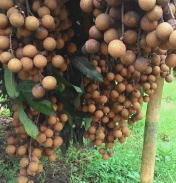 Selection of Litchi Seedlings To get litchi seeds