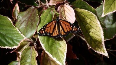 Butterfly on Leaf